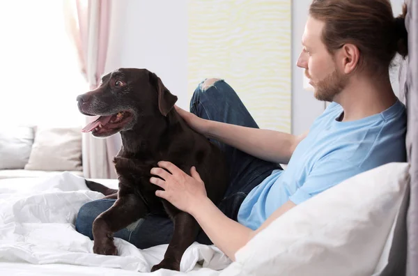 室内のベッドの上の所有者と愛らしい茶色ラブラドル レトリーバー犬 — ストック写真