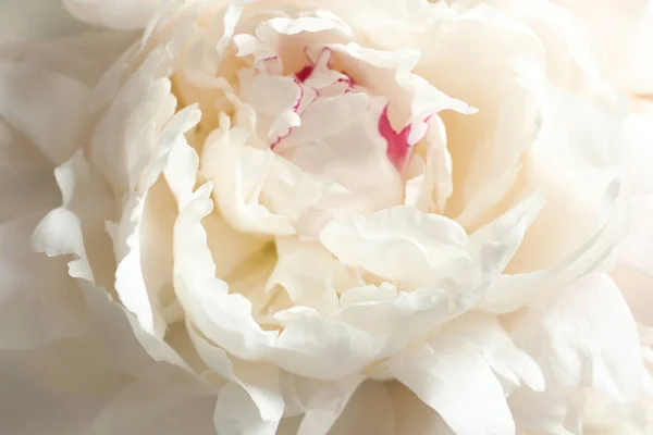 クローズ アップの背景として美しい咲く牡丹の花 — ストック写真