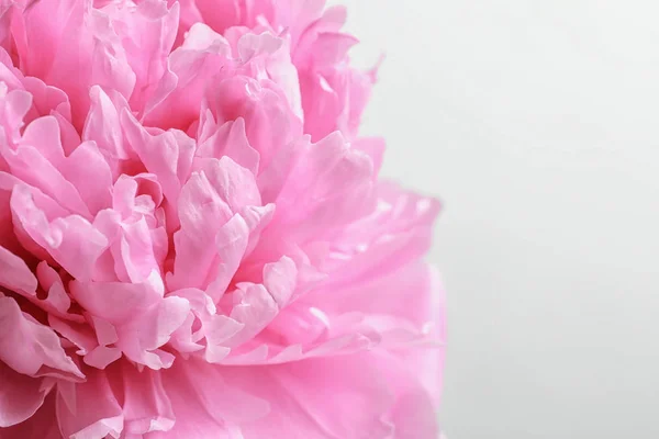 白い背景の上の美しい香り牡丹の花 — ストック写真