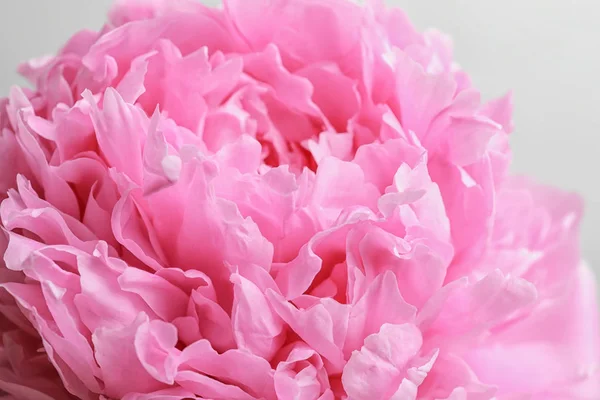 美しい香りの牡丹の花のクローズ アップ — ストック写真