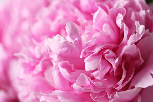 Beautiful Fragrant Peony Flowers Background — Stock Photo, Image