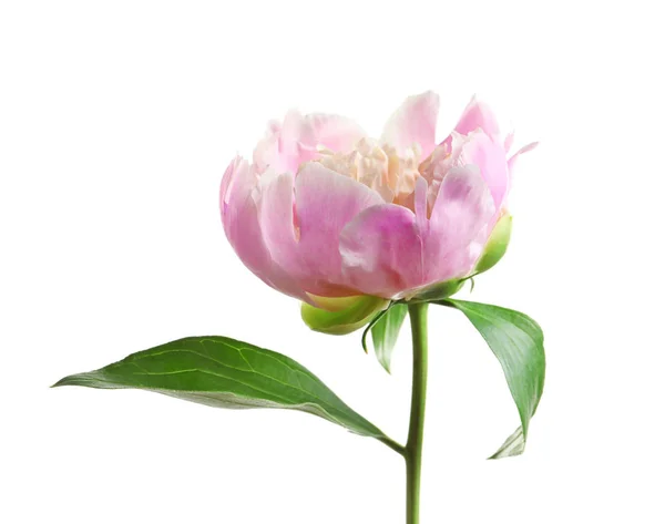 Bellissimo Fiore Peonia Profumato Sfondo Bianco — Foto Stock