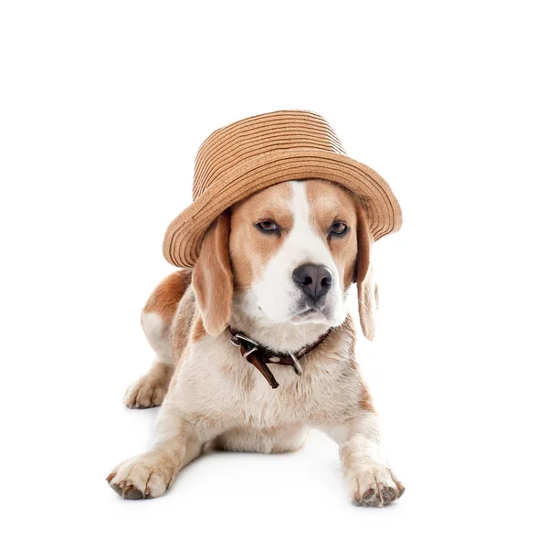 Lindo Perro Beagle Con Sombrero Sobre Fondo Blanco — Foto de Stock
