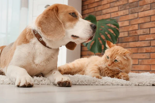 Schattige Katten Hondenbont Liggend Rug Thuis Dierlijke Vriendschap — Stockfoto