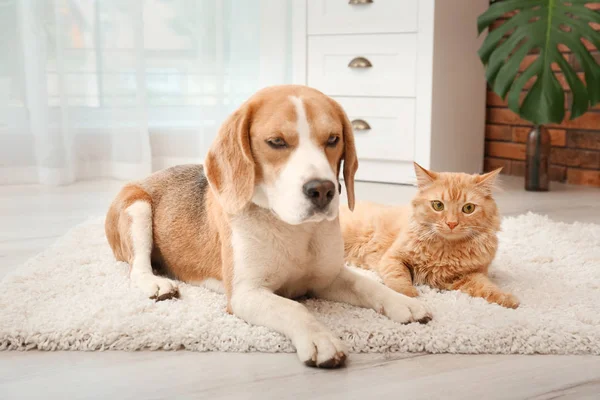 Adorable Gato Perro Tendidos Alfombra Casa Amistad Animal —  Fotos de Stock