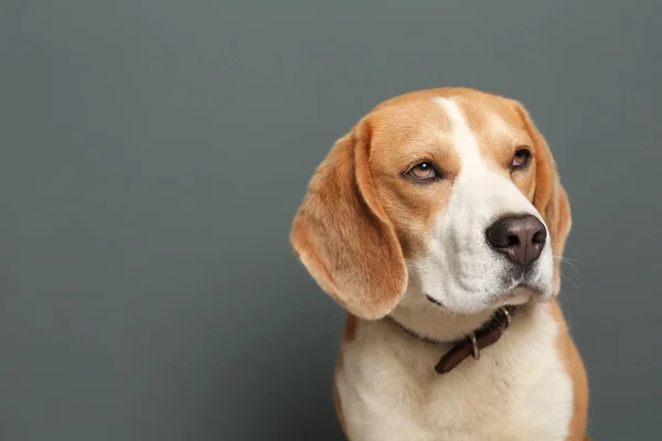 灰色の背景にかわいいビーグル犬 — ストック写真