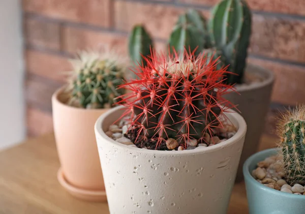 Hermoso Cactus Maceta Sobre Fondo Borroso —  Fotos de Stock