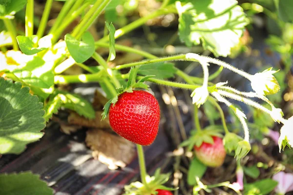 Strauch Mit Reifen Erdbeeren Garten Sonnigen Tagen — Stockfoto