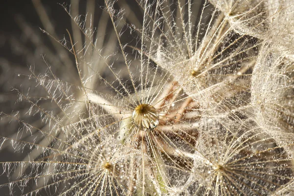 Semillas Diente León Con Gotas Rocío Sobre Fondo Negro Cerca —  Fotos de Stock