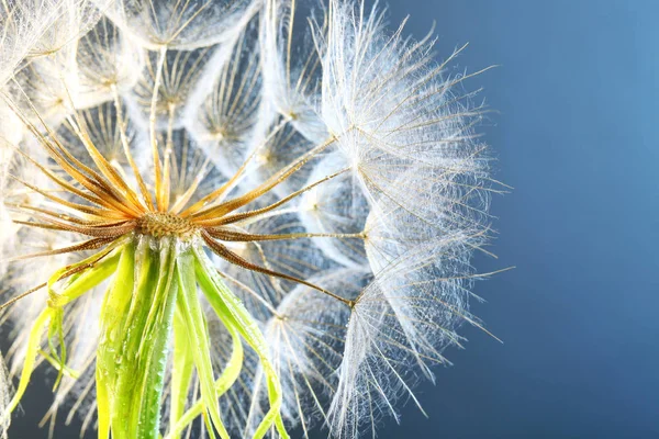 Löwenzahnkopf Mit Tautropfen Auf Farbigem Hintergrund Nahaufnahme — Stockfoto