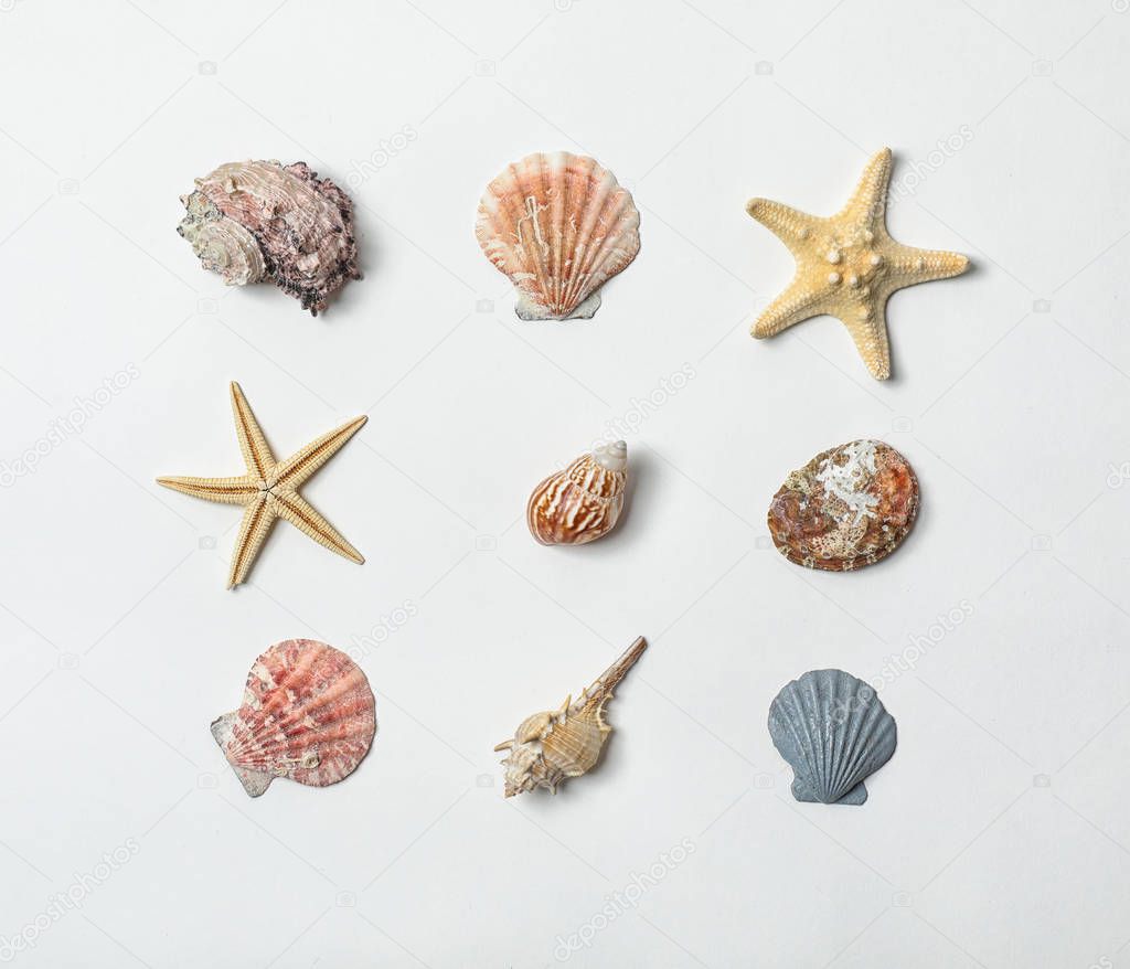Composition with sea shells on white background. Beach object