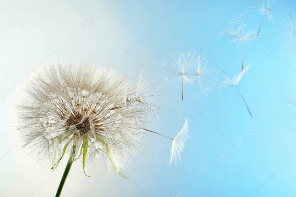 White dandelion seed head on color background