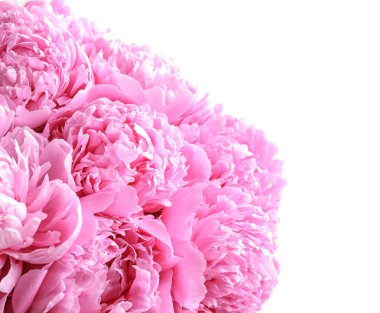 Beyaz arka planda güzel kokulu şakayık çiçekleri