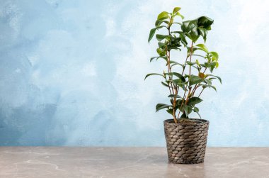 Masada yeşil yaprakları ile küçük çay Funda