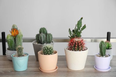 Masada Çiçeklik farklı güzel kaktüsler