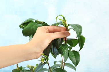 Çay bitkisinin dalı renk arka plan üzerinde tutan kadın