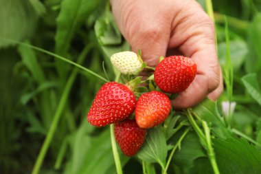 Çilek bahçesinde olgunlaşma ile çiftçi