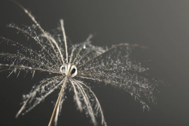 Karahindiba tohum gri arka plan, çiğ teslimi ile yakın çekim