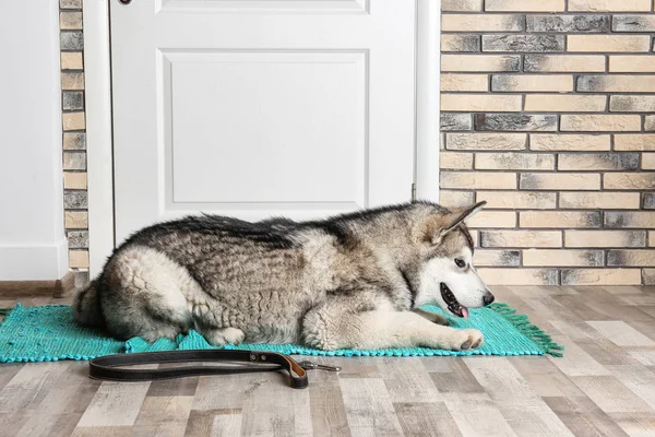 Lindo Perro Alaska Malamute Con Correa Tirada Suelo Cerca Puerta —  Fotos de Stock