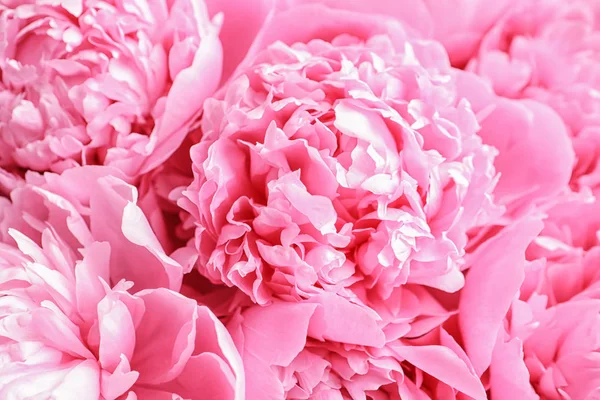 Lindas Flores Peônia Perfumadas Como Fundo — Fotografia de Stock
