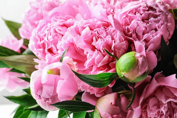 Красиві Ароматні Квіти Півонії Крупним Планом — стокове фото
