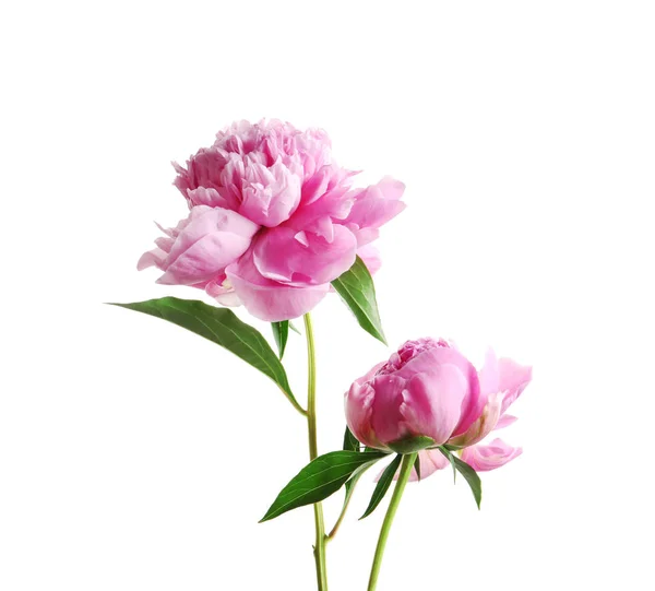 Bellissimi Fiori Peonia Profumati Sfondo Bianco — Foto Stock