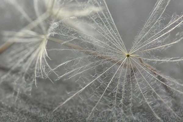 Semillas Diente León Sobre Fondo Gris Cerca — Foto de Stock