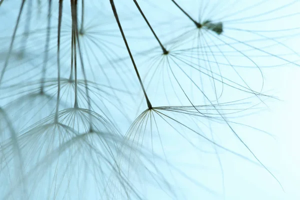 Semillas Diente León Sobre Fondo Color Cerca — Foto de Stock