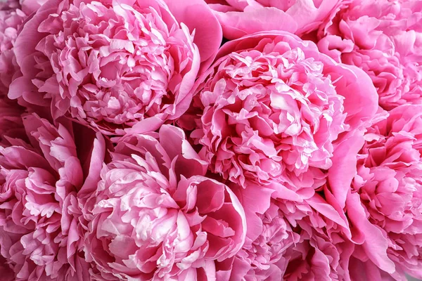 Beautiful Fragrant Peony Flowers Background Royalty Free Stock Images