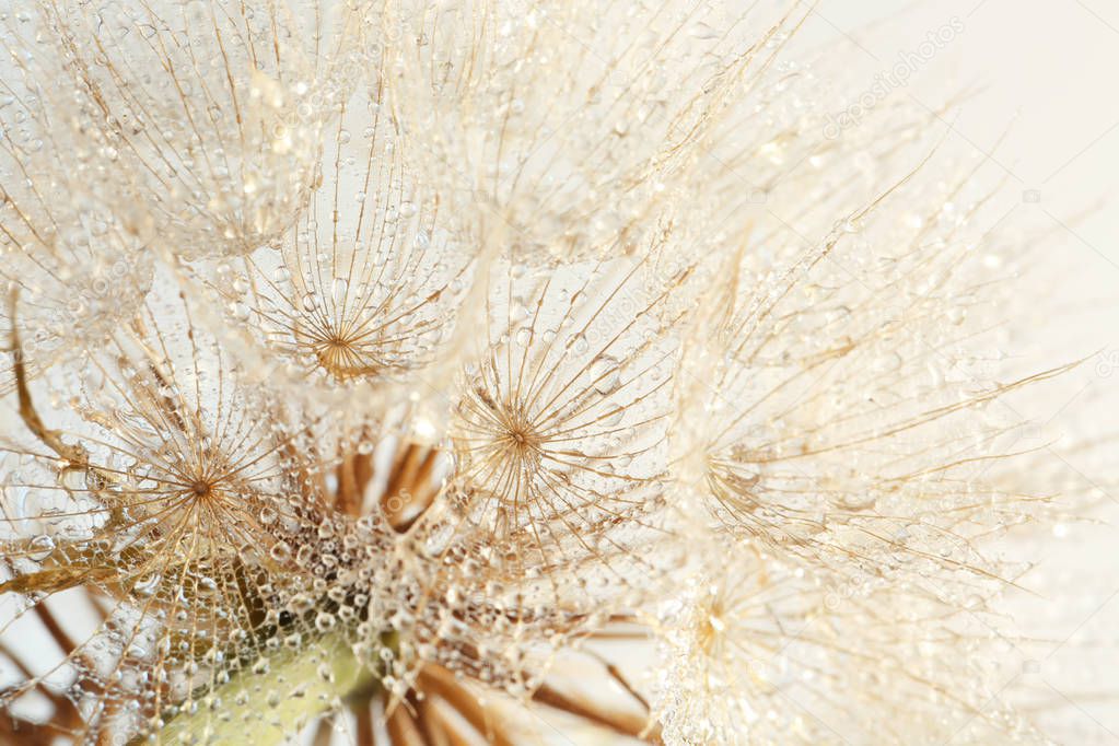 Dandelion seed head on light background, close up