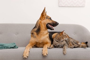 Sevimli kedi ve köpek birlikte kanepede kapalı dinlenme. Hayvan dostluk