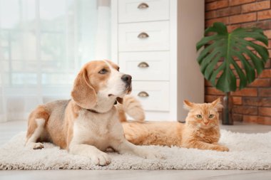 Sevimli kedi ve köpek eve halıma yalan. Hayvan dostluk