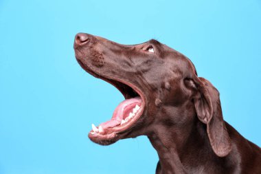 Alman Shorthaired ibre köpek renk arka plan üzerinde