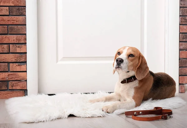Cute Beagle Dog Lying Leash Floor Door — Stock Photo, Image