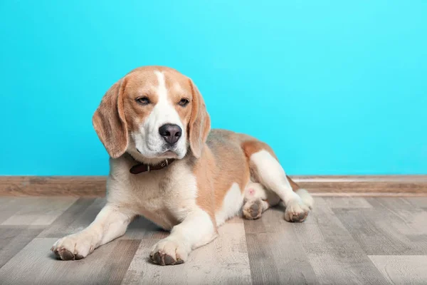 Симпатична Собака Бігль Лежить Підлозі Проти Кольорової Стіни — стокове фото