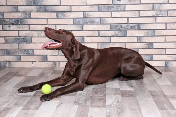 German Shorthaired Pointer dog with ball lying on floor