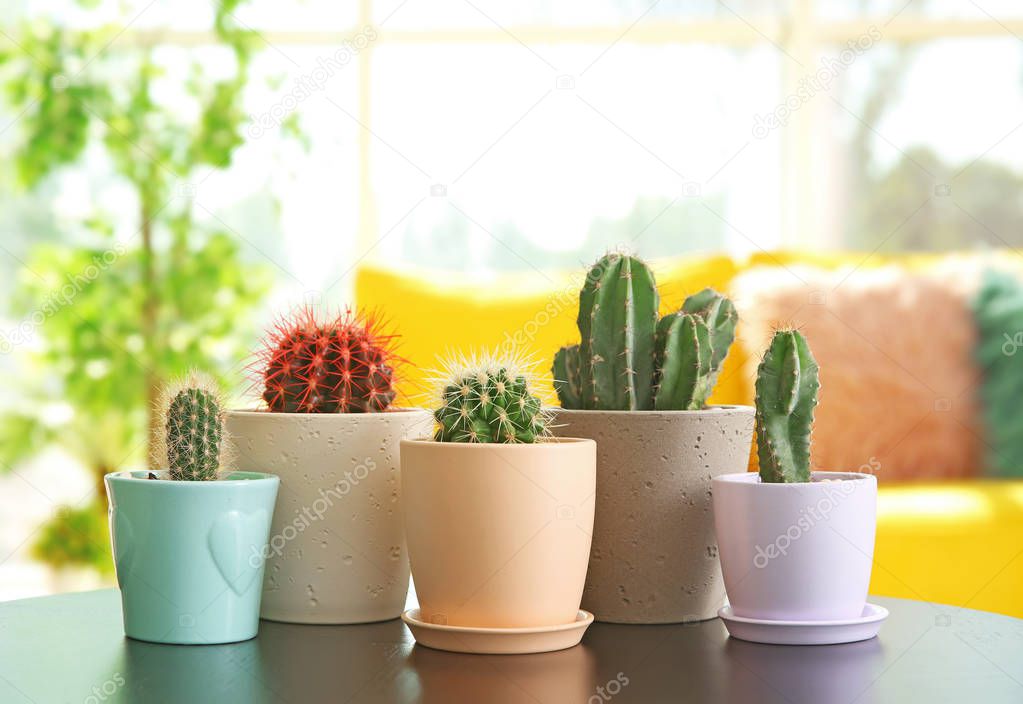 Beautiful cacti in flowerpots on table indoors
