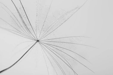 Karahindiba tohum gri arka plan üzerine kapatın. Siyah ve beyaz etkisi