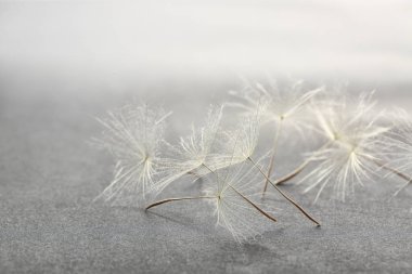 Karahindiba tohumlar üzerinde gri arka plan, yakın çekim