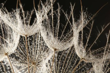 Dandelion seeds with dew drops on black background, close up clipart