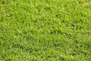 Arka plan olarak taze çimenler, yakın plan