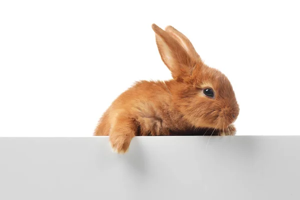 Çok Güzel Tüylü Tavşan Tavşan Beyaz Arka Plan Üzerinde Mockup — Stok fotoğraf