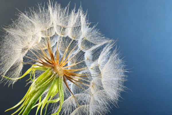 Löwenzahnkopf Mit Tautropfen Auf Farbigem Hintergrund Nahaufnahme — Stockfoto