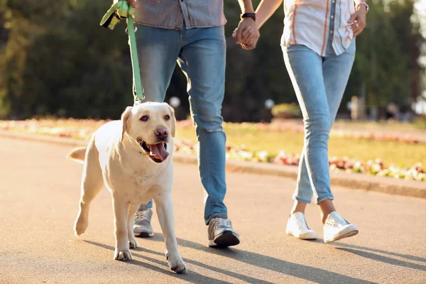 Propietarios Paseando Labrador Amarillo Recuperador Aire Libre —  Fotos de Stock