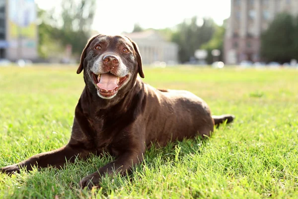 Aranyos Barna Labrador Vizsla Kint Napsütésben — Stock Fotó