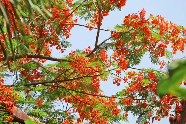 Zielony Krzew Kwitnących Kwiatów Tropical Resort Słoneczny Dzień — Zdjęcie stockowe