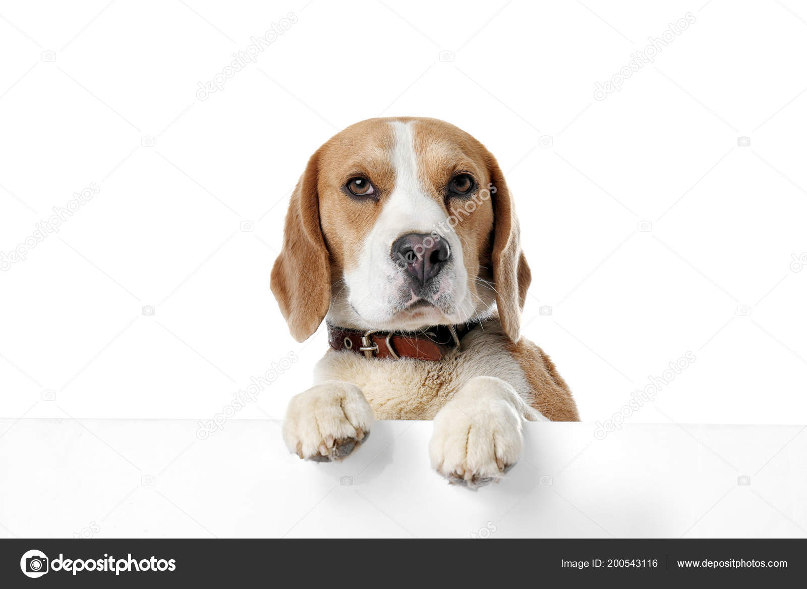 白い背景の上のかわいいビーグル犬 ストック写真 C Newafrica