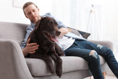 Kanepede kapalı sahibi ile çok güzel kahverengi labrador geri almak