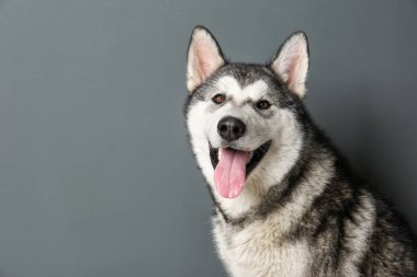 Alaskan Malamute köpek gri arka plan üzerinde
