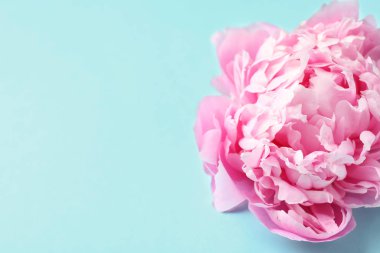 Güzel kokulu peony çiçek renk arka plan üzerinde